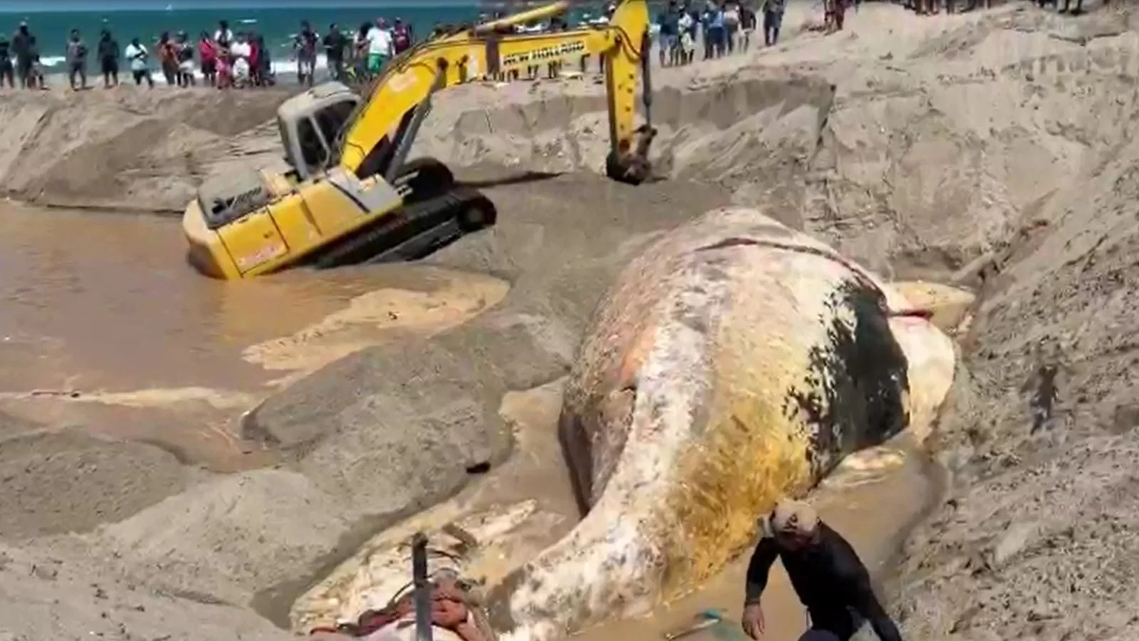Baleia-jubarte é enterrada após encalhar na Praia da Redonda, no Ceará