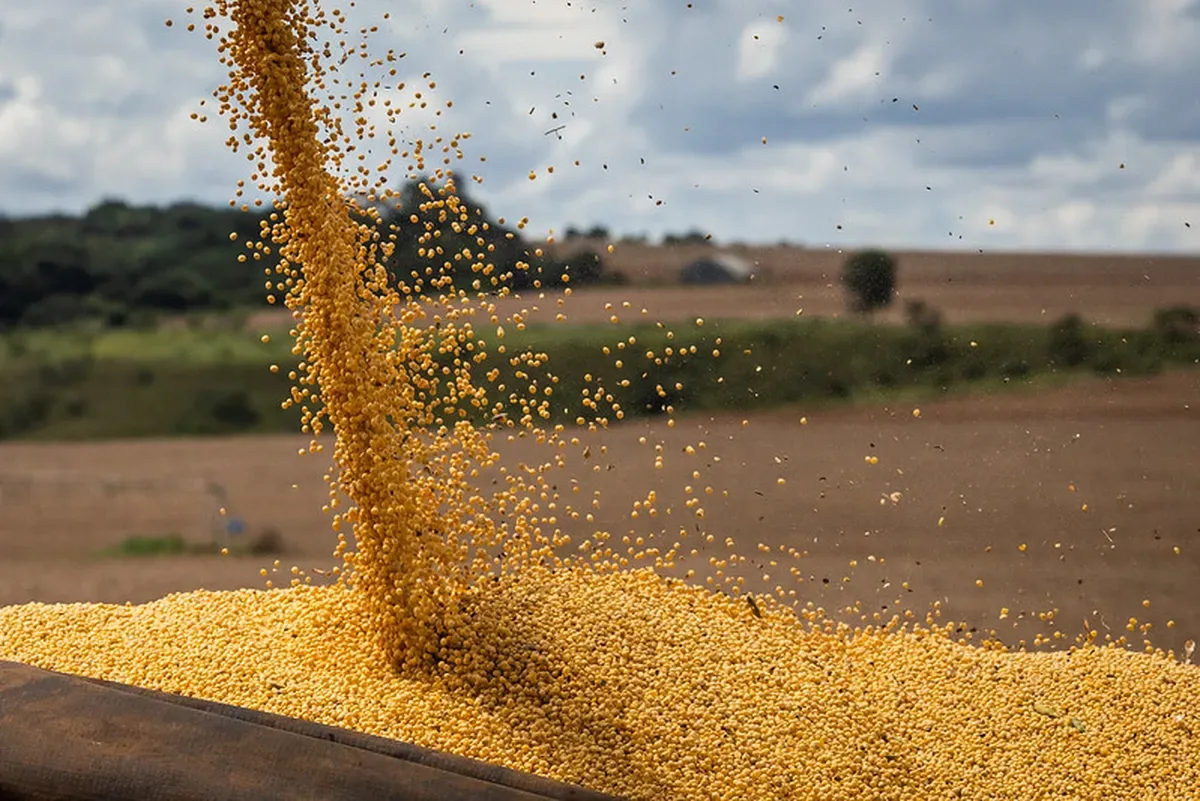 Exportações projetadas sustentam preços da soja brasileira em setembro