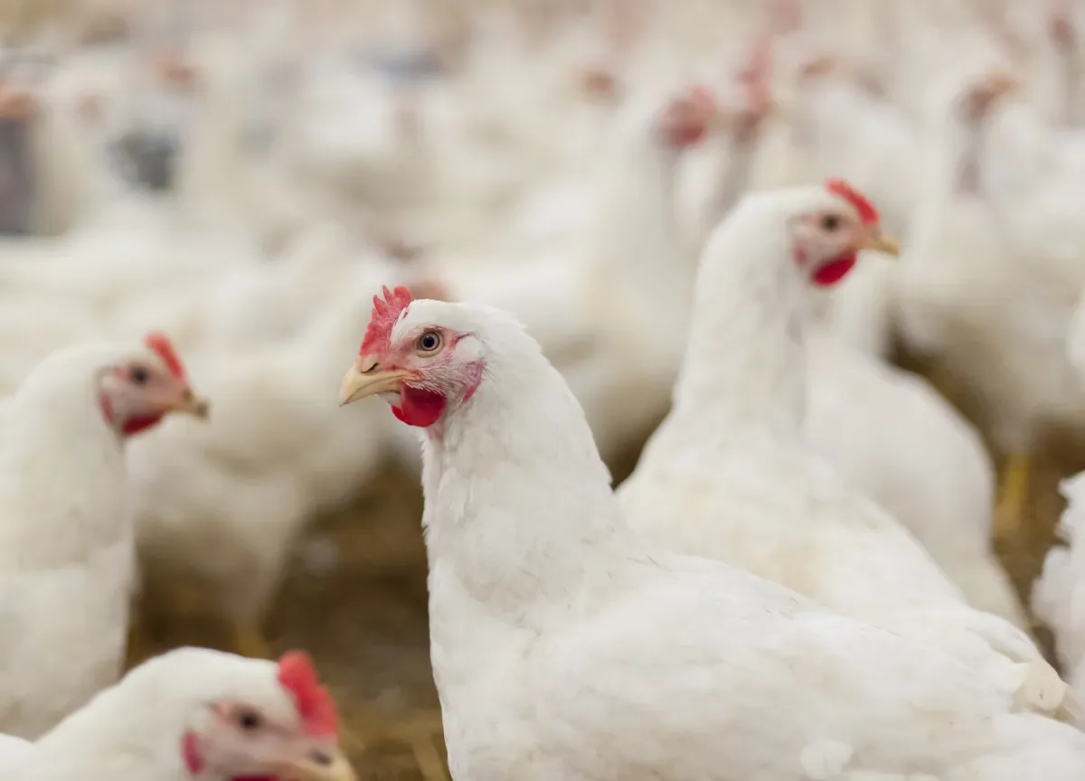Demanda maior eleva preços do frango no início de setembro