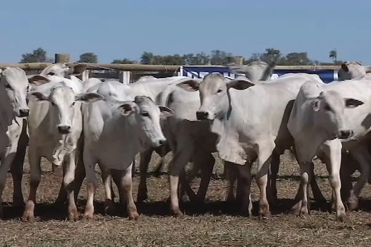 Boi gordo mantém preços estáveis na semana, com altas pontuais
