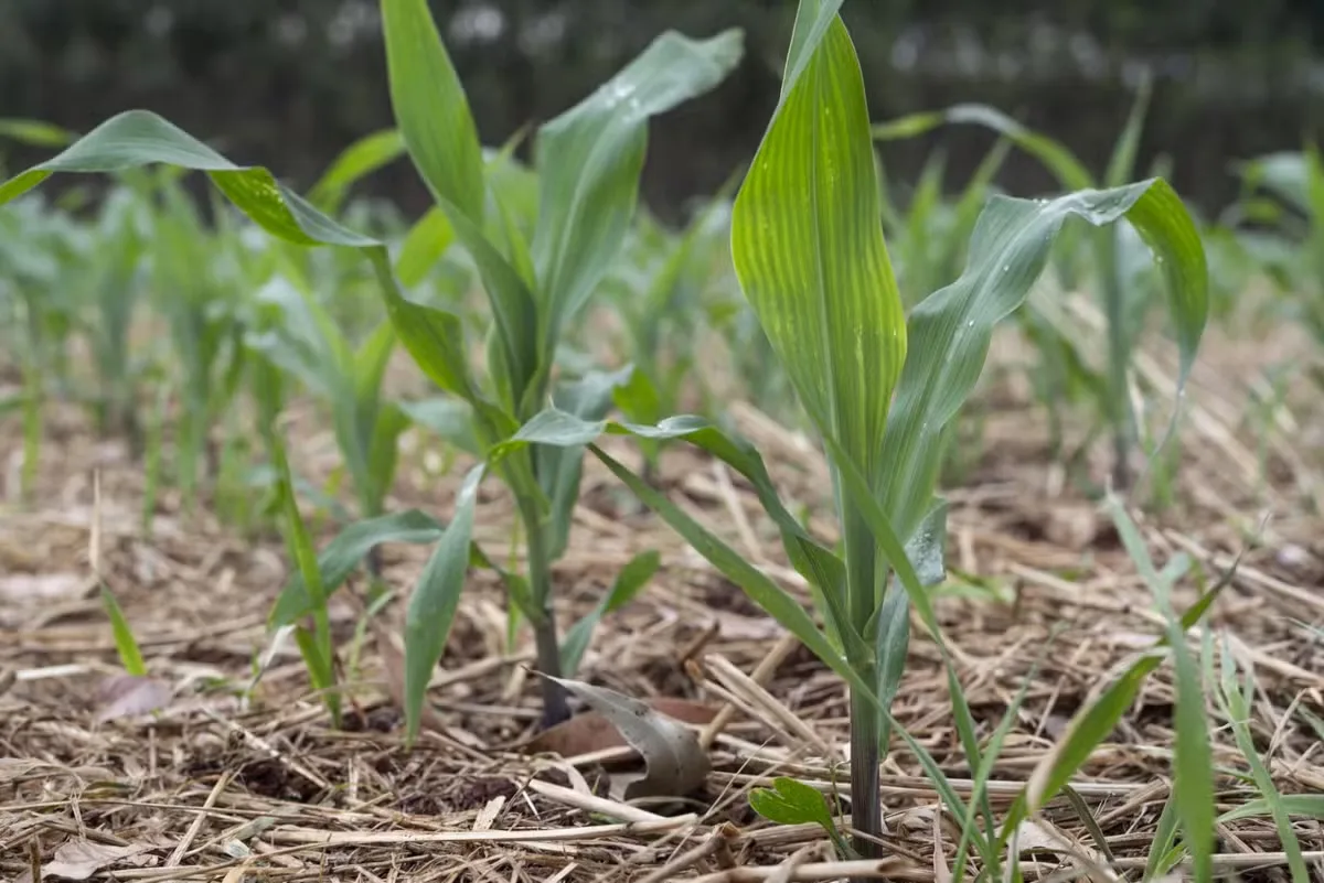 Colheita de trigo e canola começa enquanto arroz entra em implantação no RS