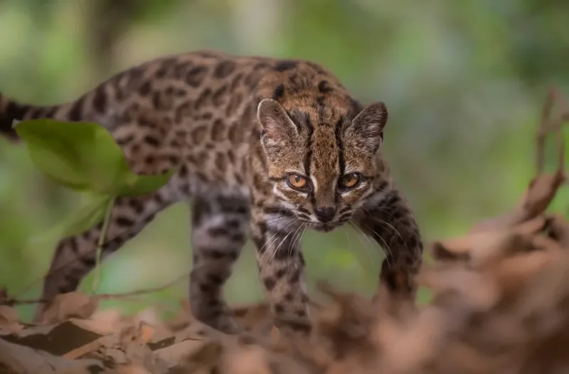 Novo gato selvagem é identificado nas florestas montanhosas da Bolívia