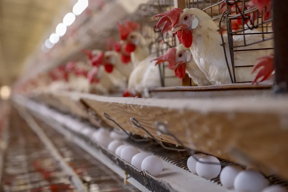 Produtor de ovos de São Paulo compra menos milho com a receita das vendas