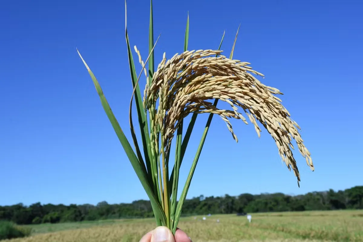Exportações e compras governamentais mantêm arroz valorizado no RS