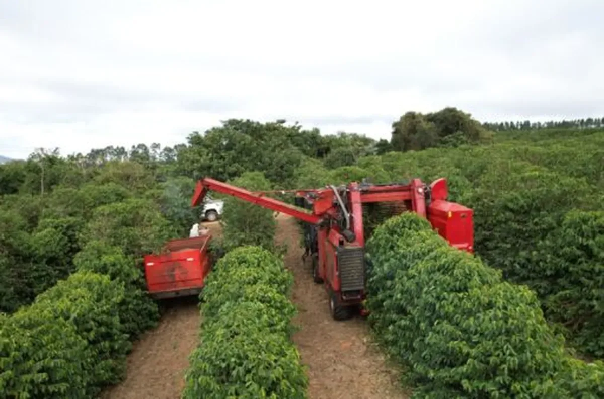 Cooxupé registra 98,6% da colheita de café concluída