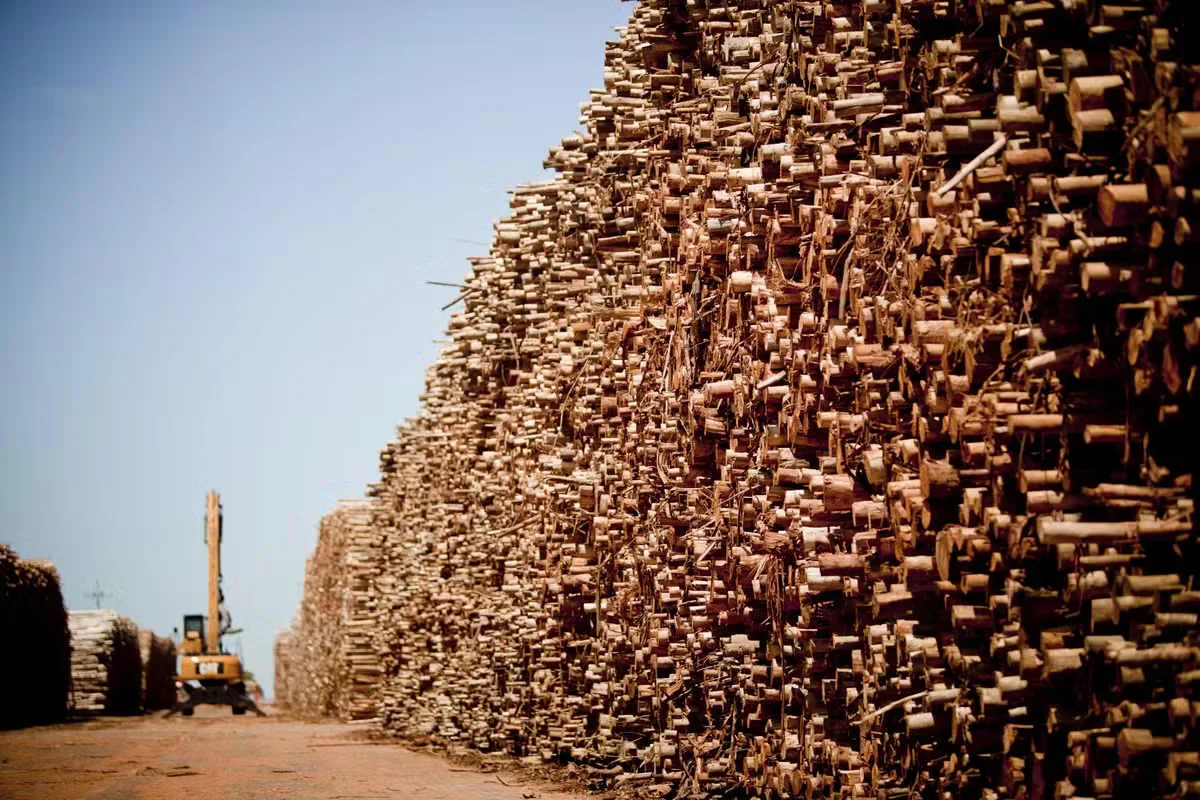 Exportações aos EUA reduzem madeira para usos fora de papel e celulose em 2025