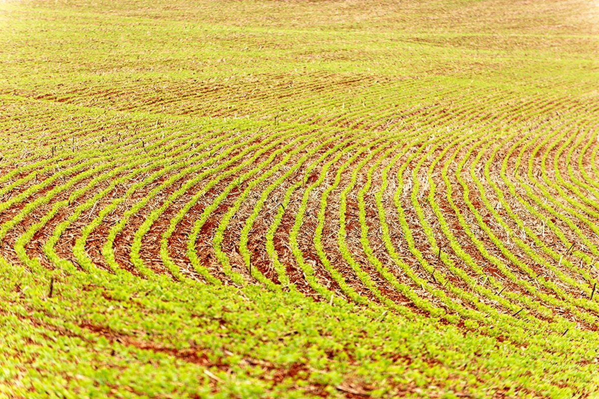 Conab prevê chuva limitada em áreas de Mato Grosso na próxima semana