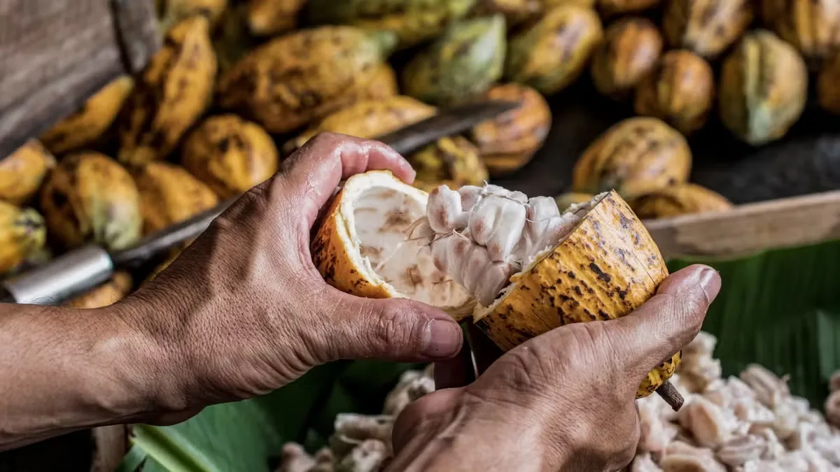 Cacau fecha terceira sessão seguida de queda em Nova York