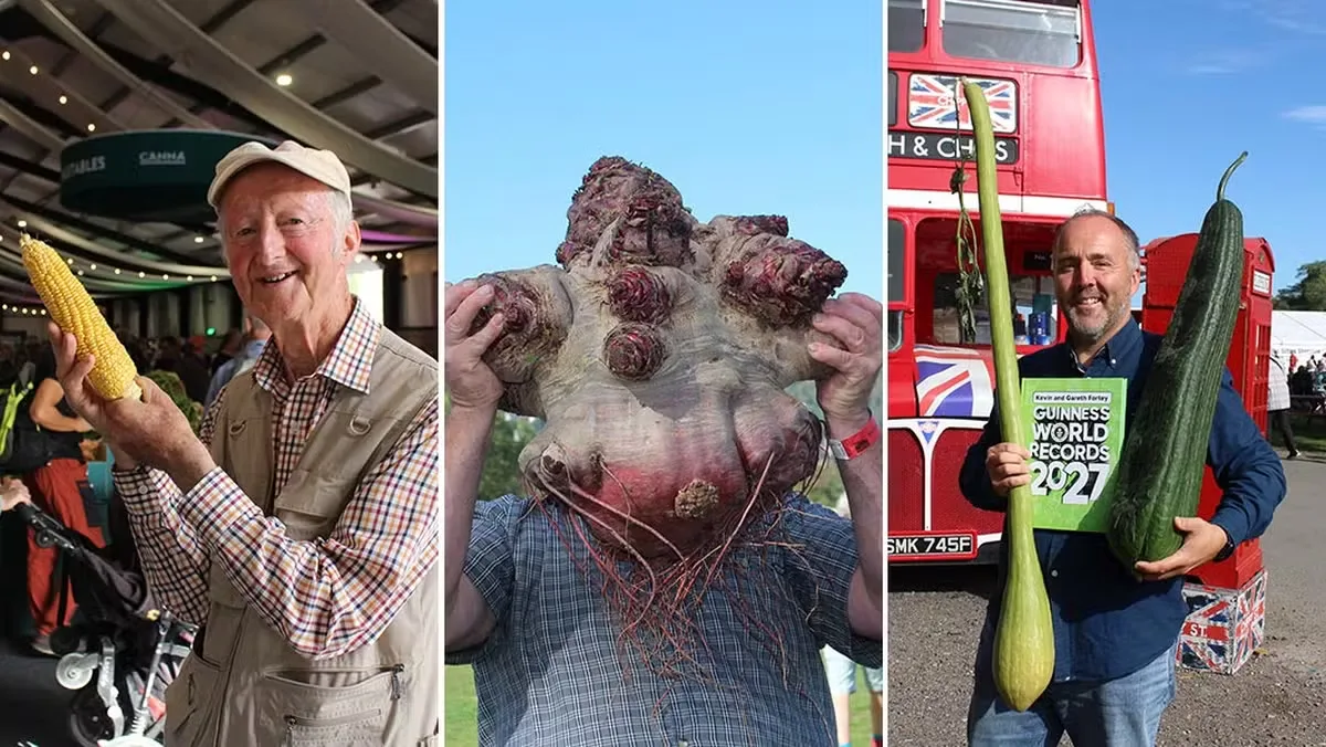 Competição na Inglaterra registra marcas para beterraba, pepino e outras hortaliças