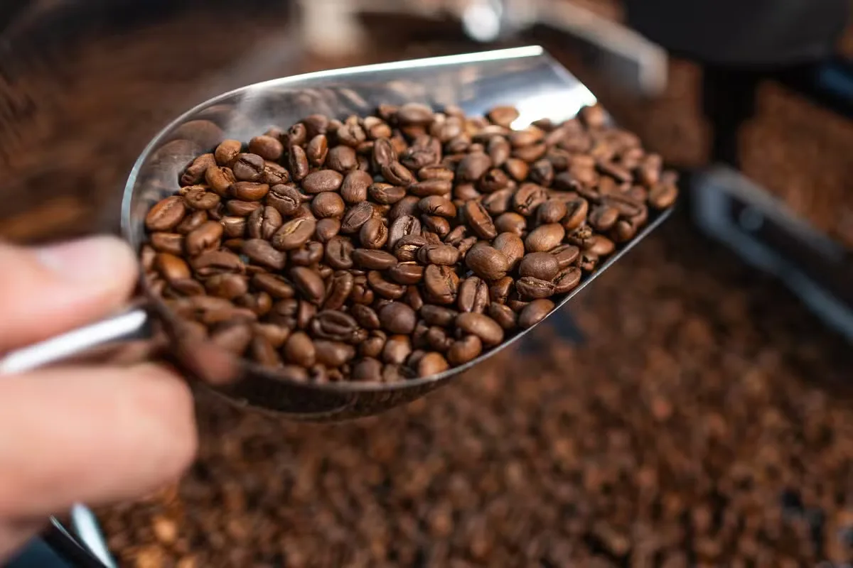 Café recua mais de 1% em Nova York; algodão e suco sobem