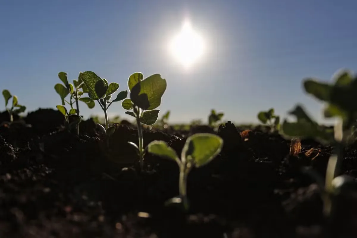 Plantio de soja avança em áreas irrigadas, mas outubro terá chuvas irregulares