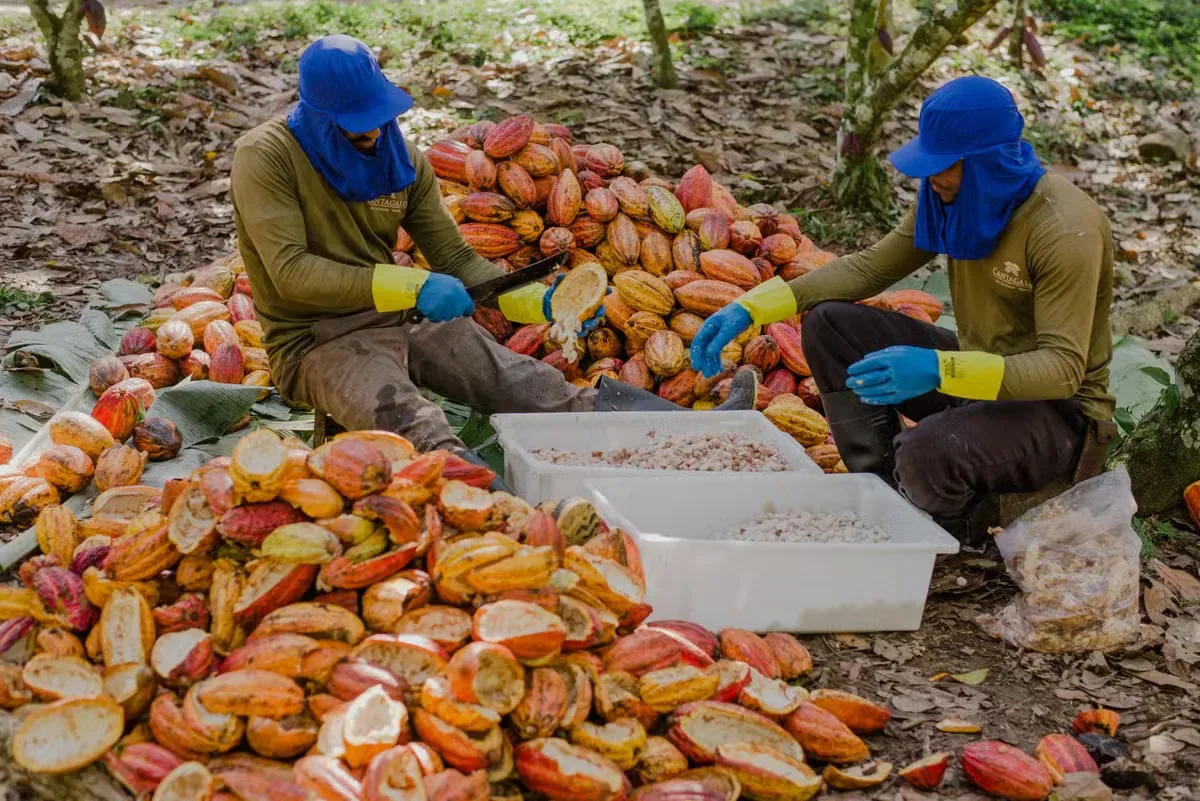 Cacau recua 7,71% em Nova York com melhora do clima na África