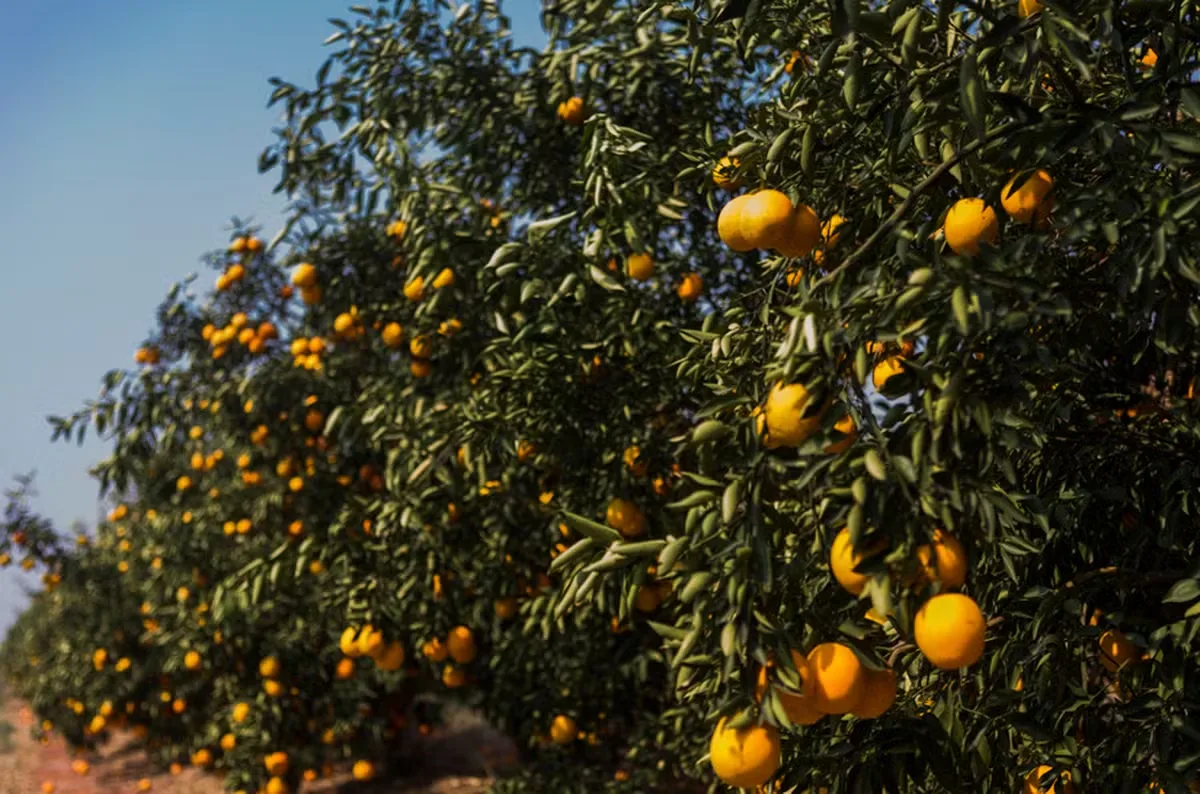 Volume de chuva eleva peso da laranja e pode antecipar próxima colheita