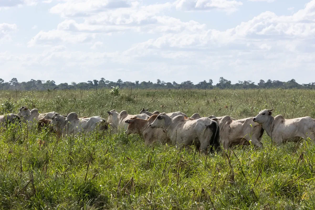 Carne bovina ganha espaço no atacado, mas boi segue valorizado em regiões produtoras