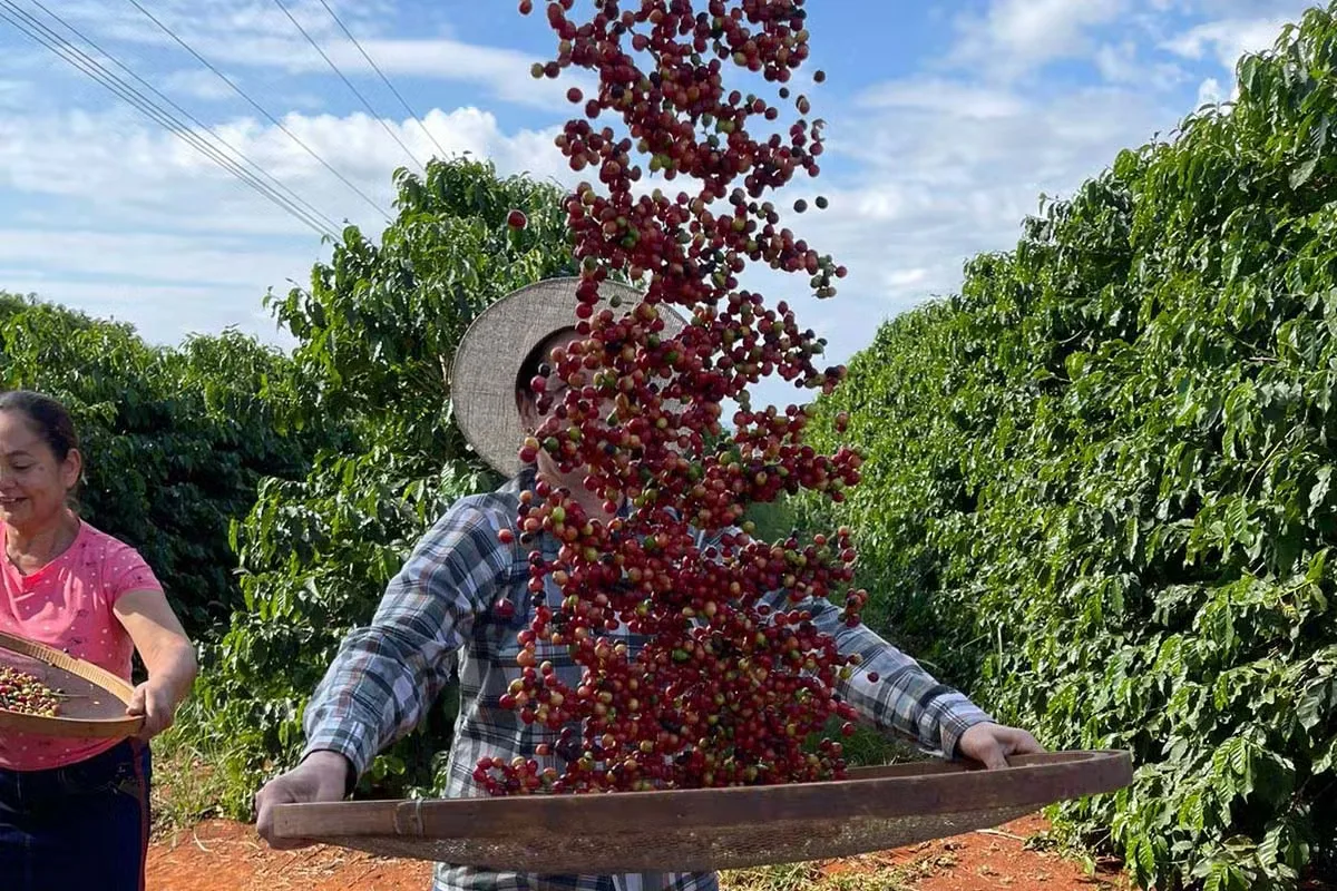 Café arábica puxa projeção recorde da Conab para a safra de 2026