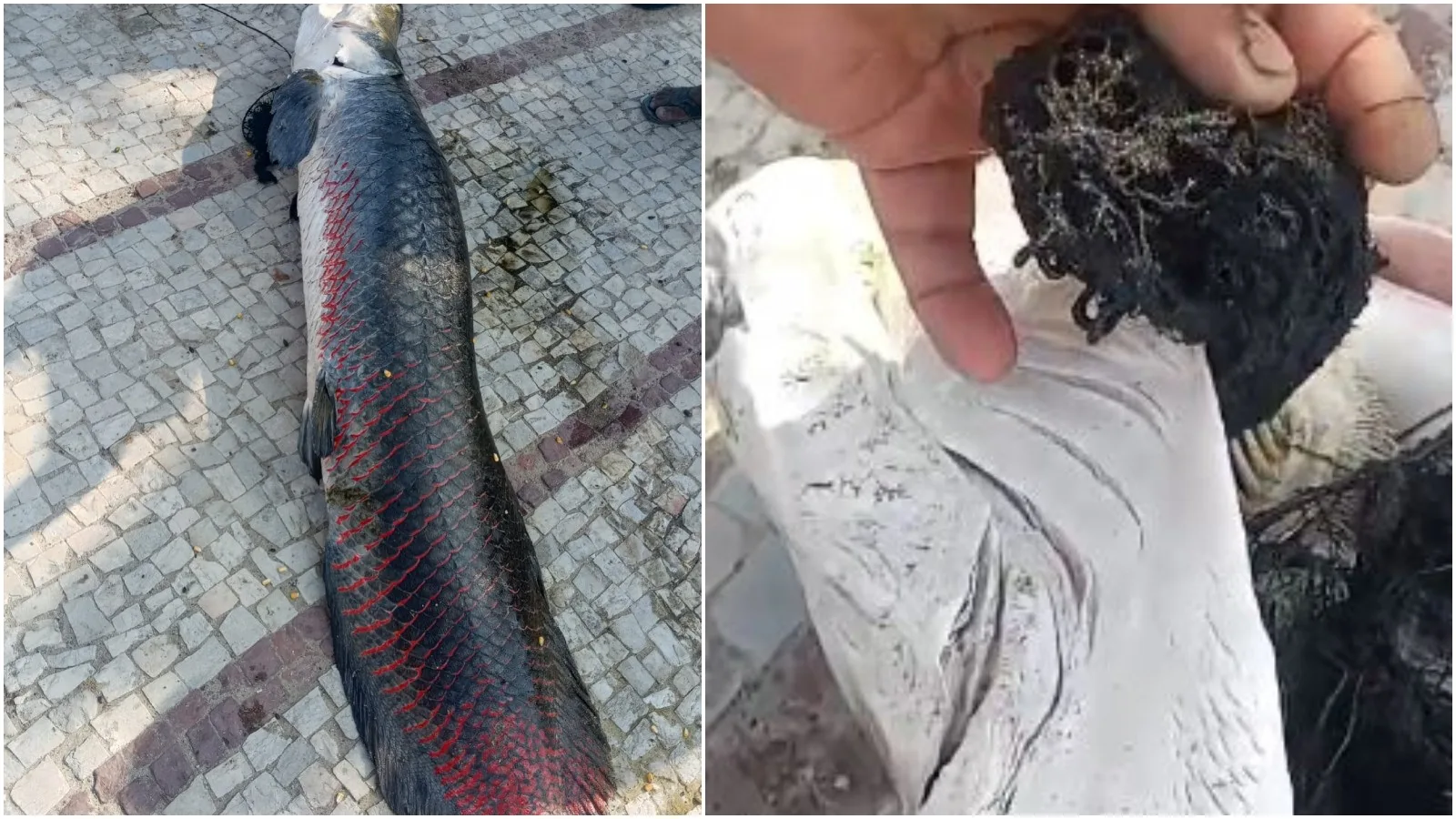 Pirarucu morre em lagoa de Aquiraz com roupa presa na boca