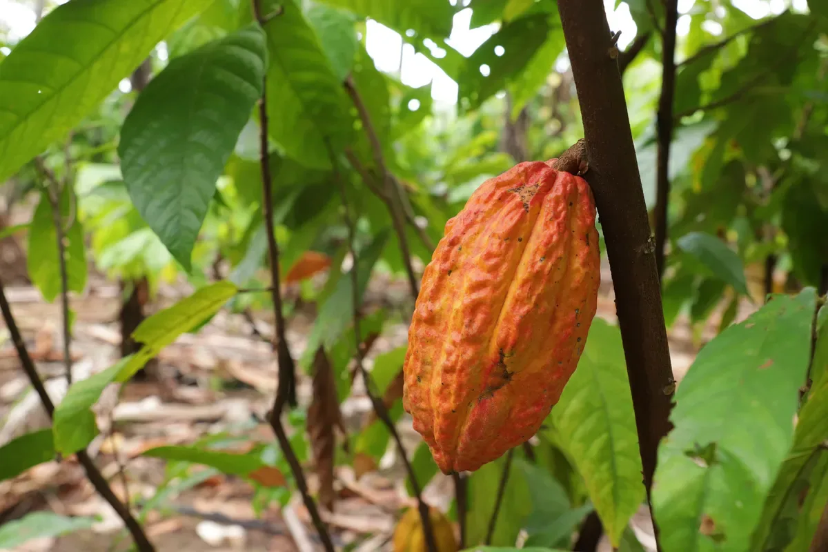 Cacau para dezembro de 2026 é cotado a US$ 5.124 em Nova York