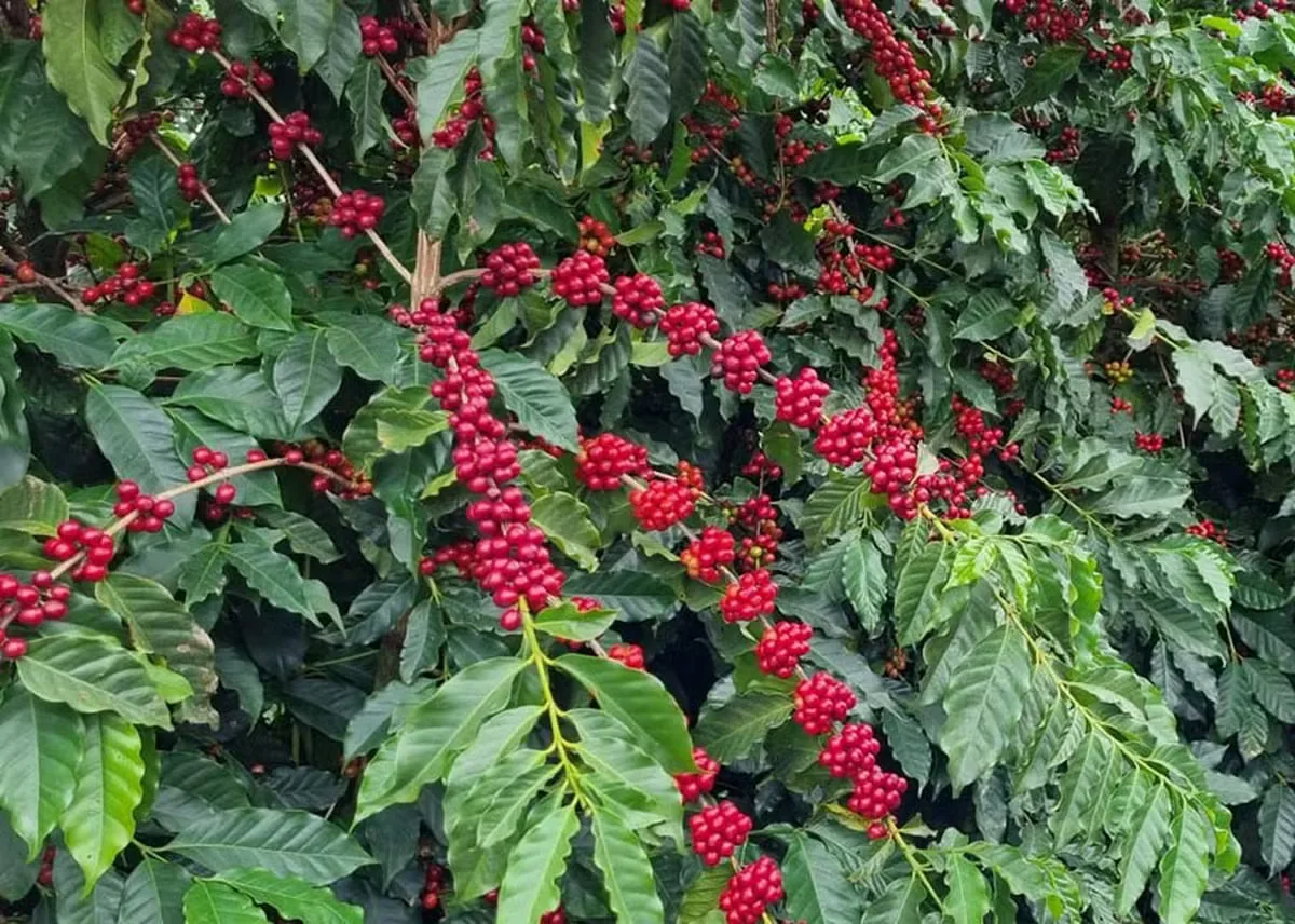 Conab estima safra recorde de café em 2026, com 67,6 milhões de sacas