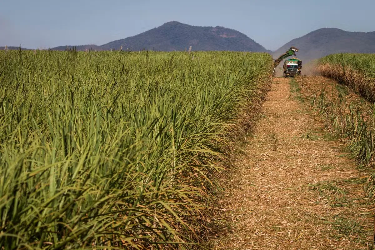 Chuvas e calor mudam o risco para o açúcar nas grandes regiões produtoras