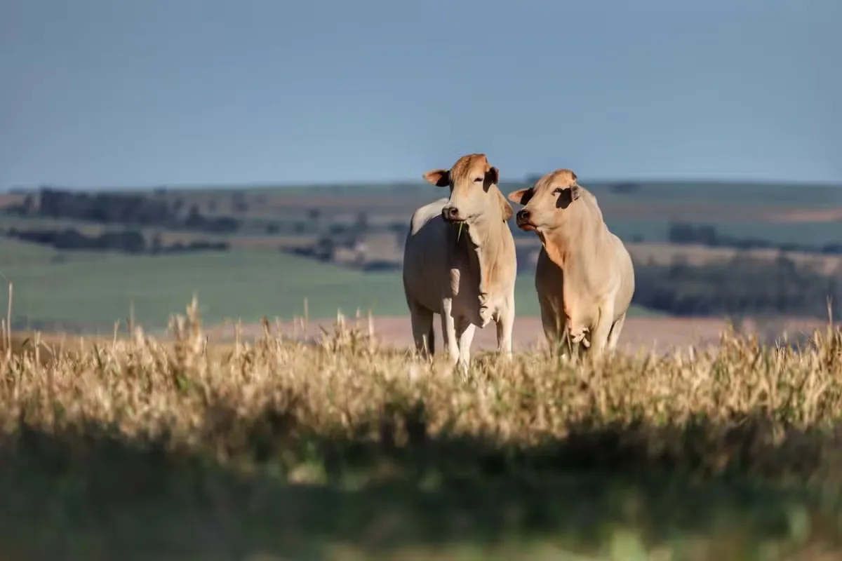 Exportações de carne bovina recuam em setembro, enquanto boi mantém preço em SP