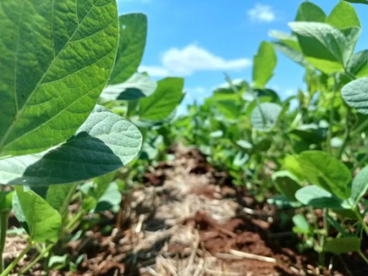 Soja deve ocupar 17 milhões de hectares na Argentina em 2026/27