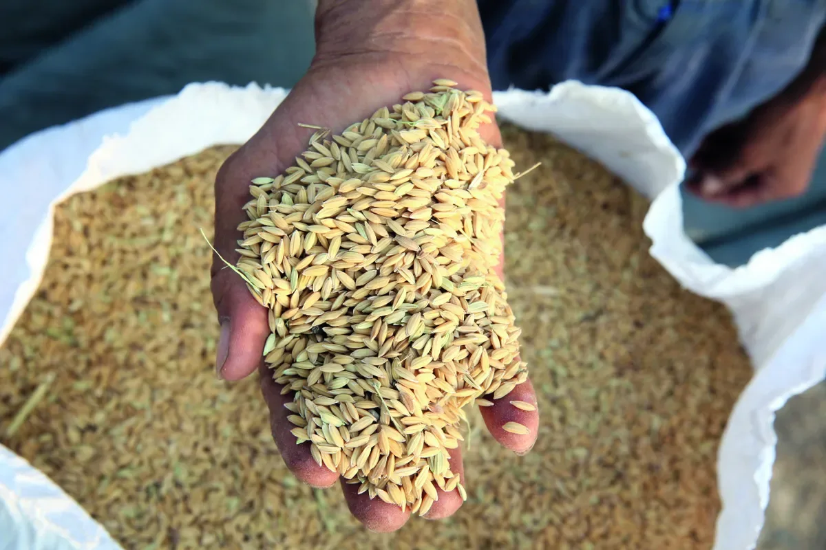 Arroz em casca sobe no Rio Grande do Sul, mas negócios perdem ritmo