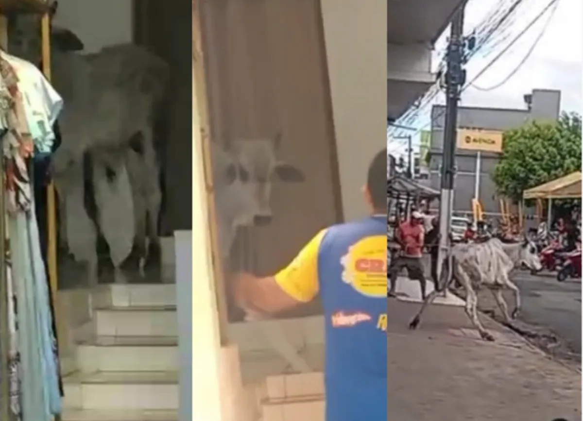 Boi entra em loja de roupas e é retirado com ajuda de vendedor em Timbaúba