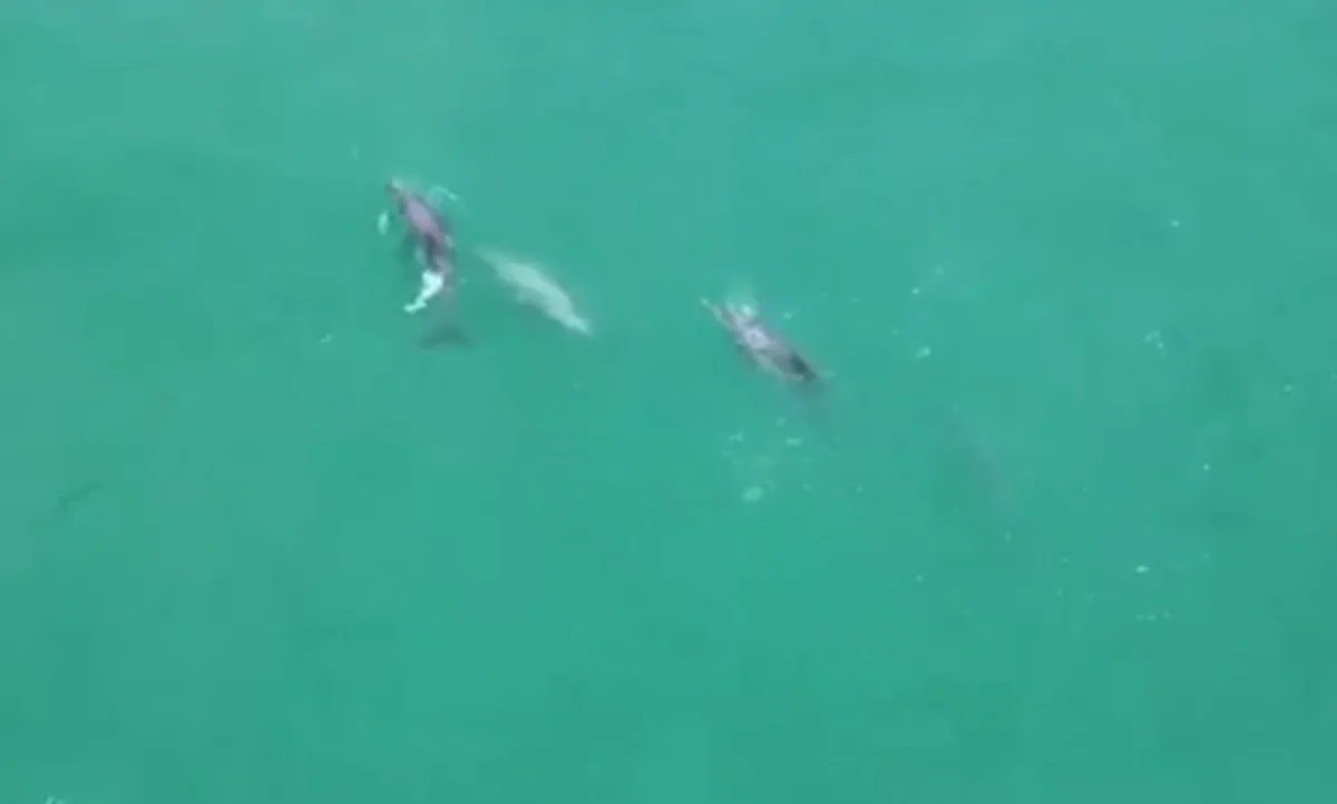 Golfinhos são filmados caçando tainhas na Praia de Gaibu, no Grande Recife