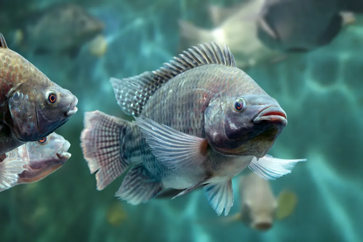 Bem-estar de tilápias pode influenciar manejo e qualidade do pescado