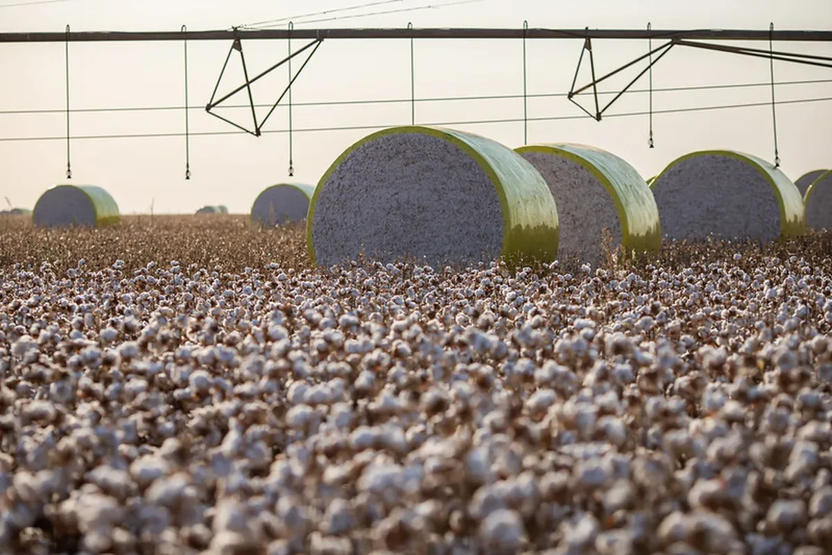 Congresso do Algodão apresenta biológico contra bicudo e nova cultivar