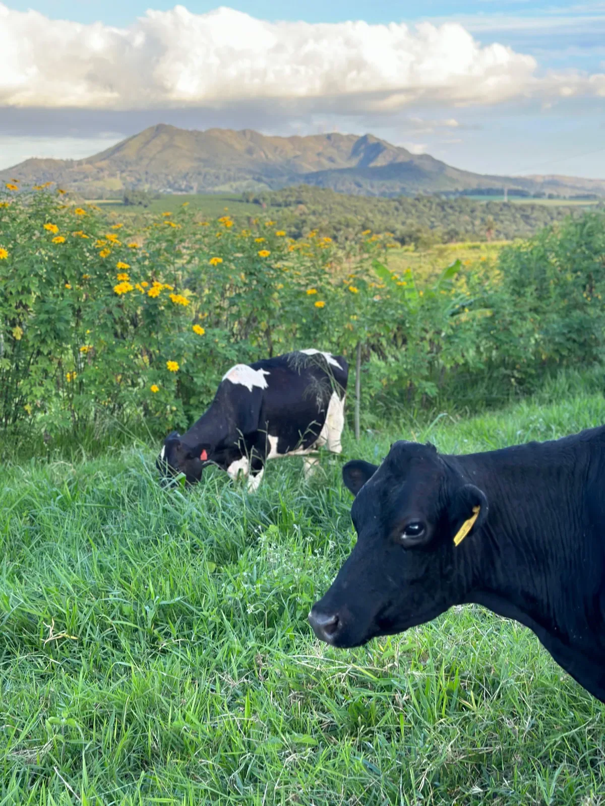 Leite agroflorestal combina produção, árvores e novas fontes de renda em Minas