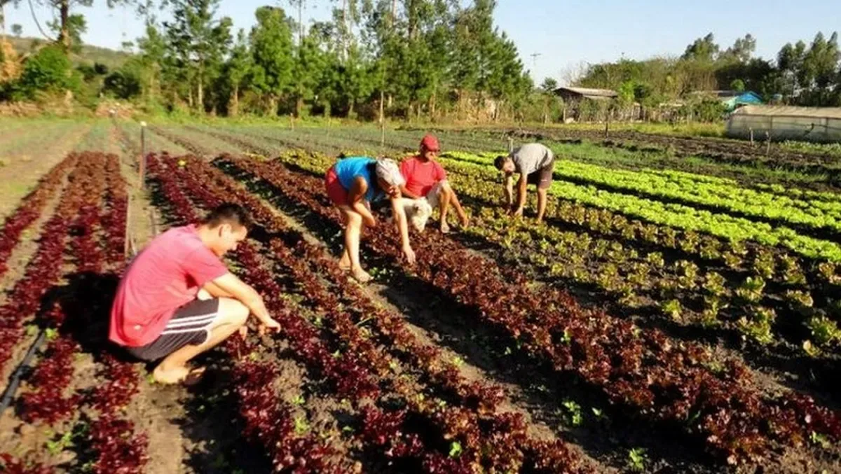Pronaf recebe crédito extra de R$ 375 milhões para novos financiamentos