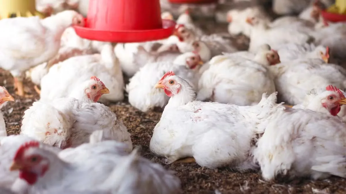 Auditoria da UE aprova controles brasileiros para aves e mel