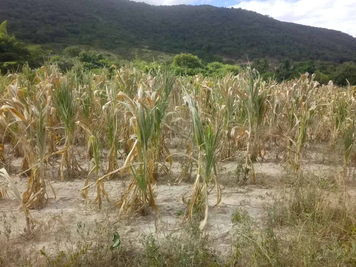 Projeto aprovado no Senado reformula seguro rural e pode ampliar crédito
