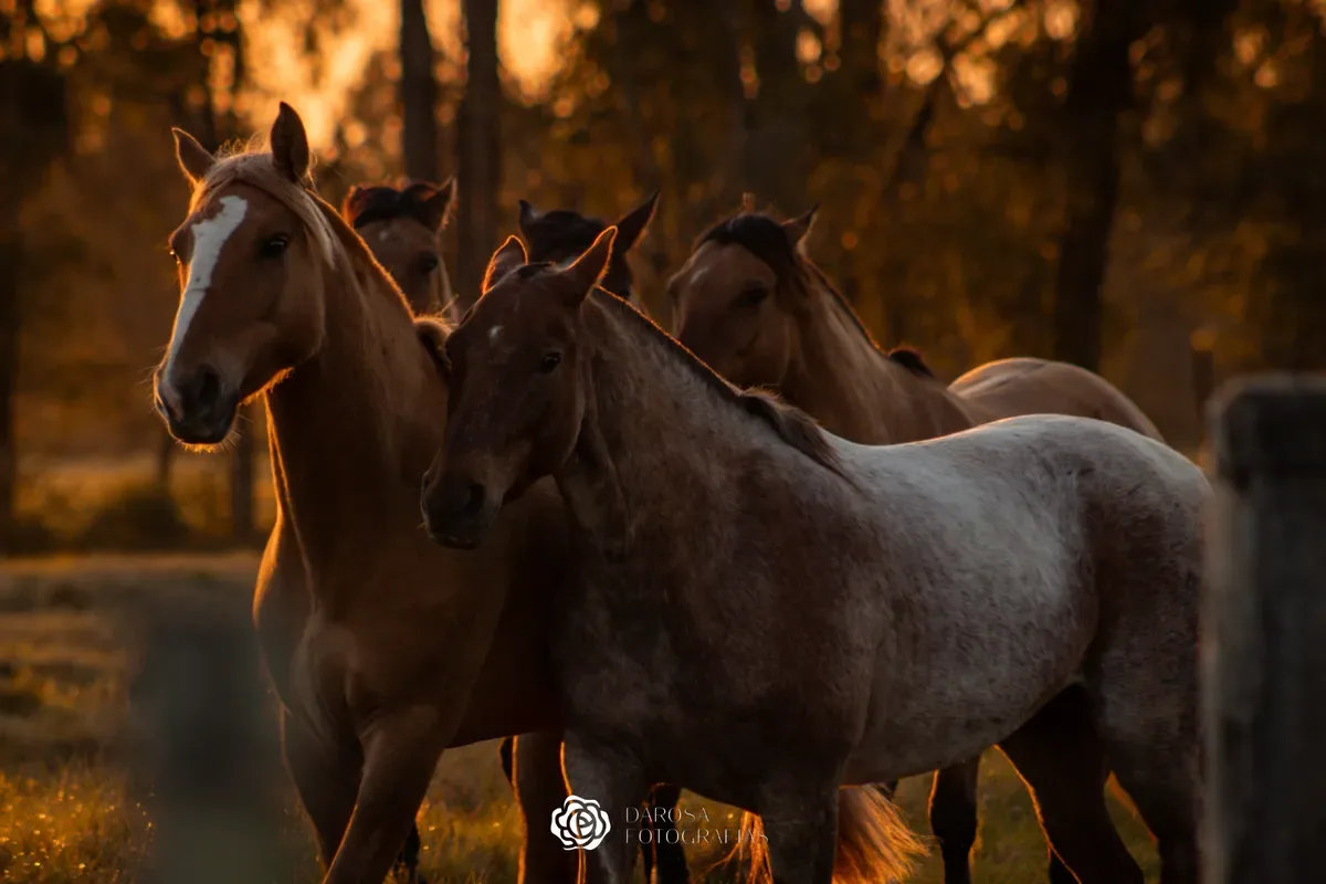 Cavalo dorme em pé, mas precisa se deitar para recuperar o corpo