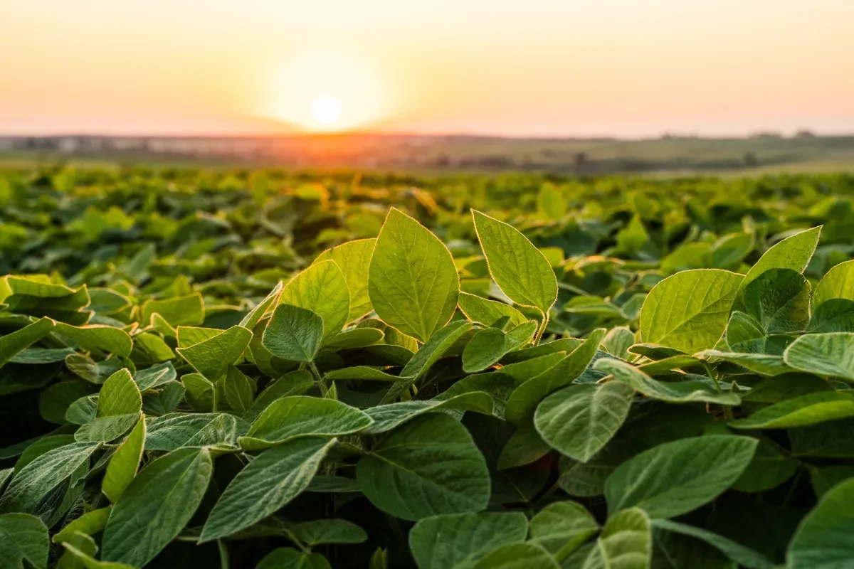 Parecer sobre MP rural inclui produtores em dia e novas modalidades de dívida
