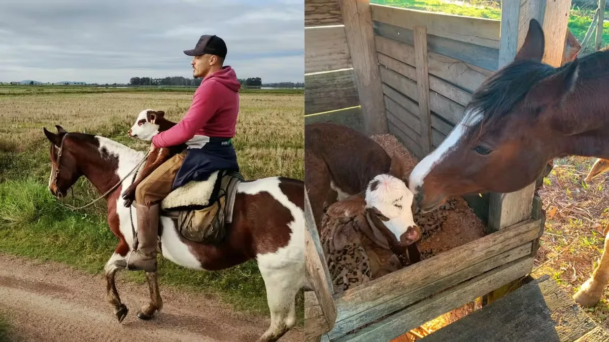 Égua acolhe bezerro rejeitado pela mãe em propriedade rural no RS