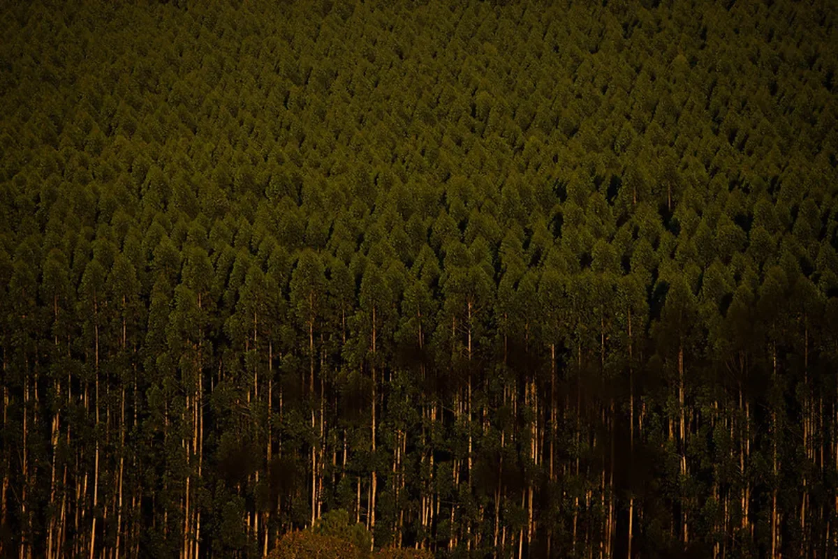 Produção florestal brasileira chega a R$ 47,9 bilhões em 2025