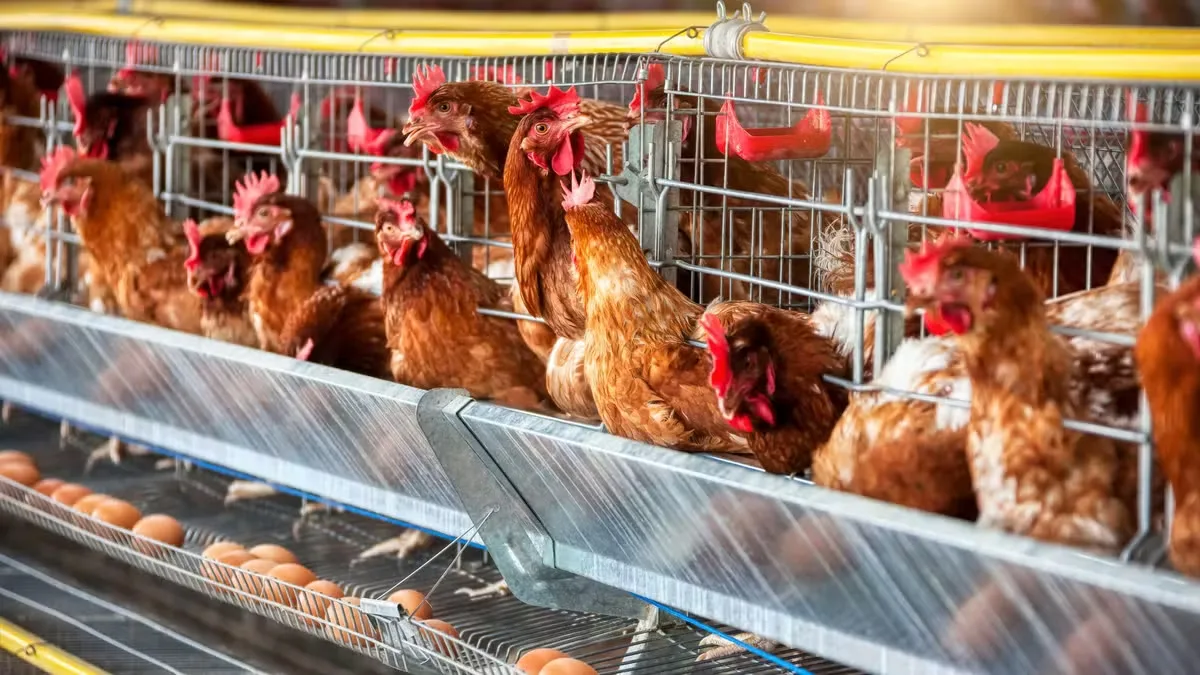 Santa Maria de Jetibá lidera produção de ovos e criação de aves no país