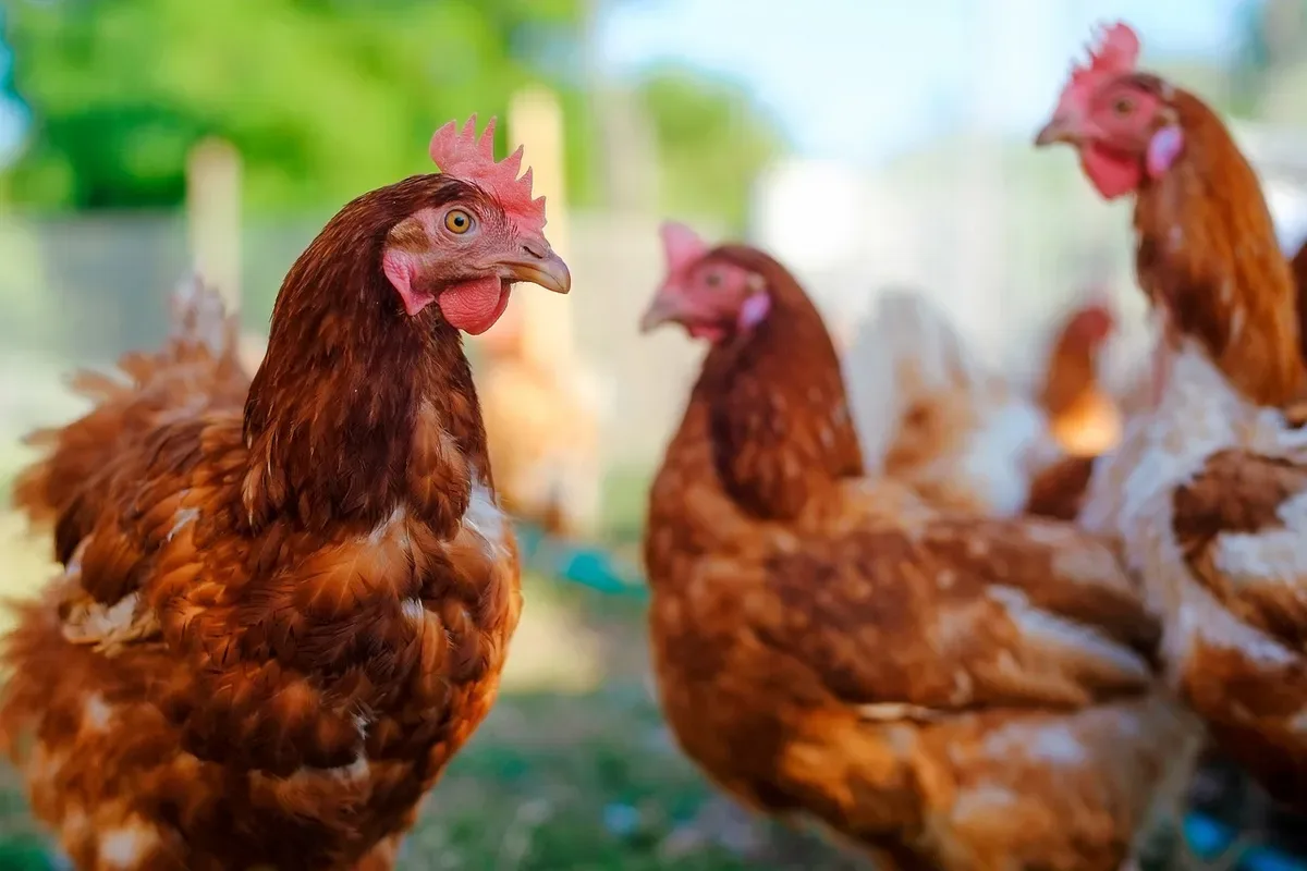 Inovagro é a única linha avaliada com menção ao bem-estar animal