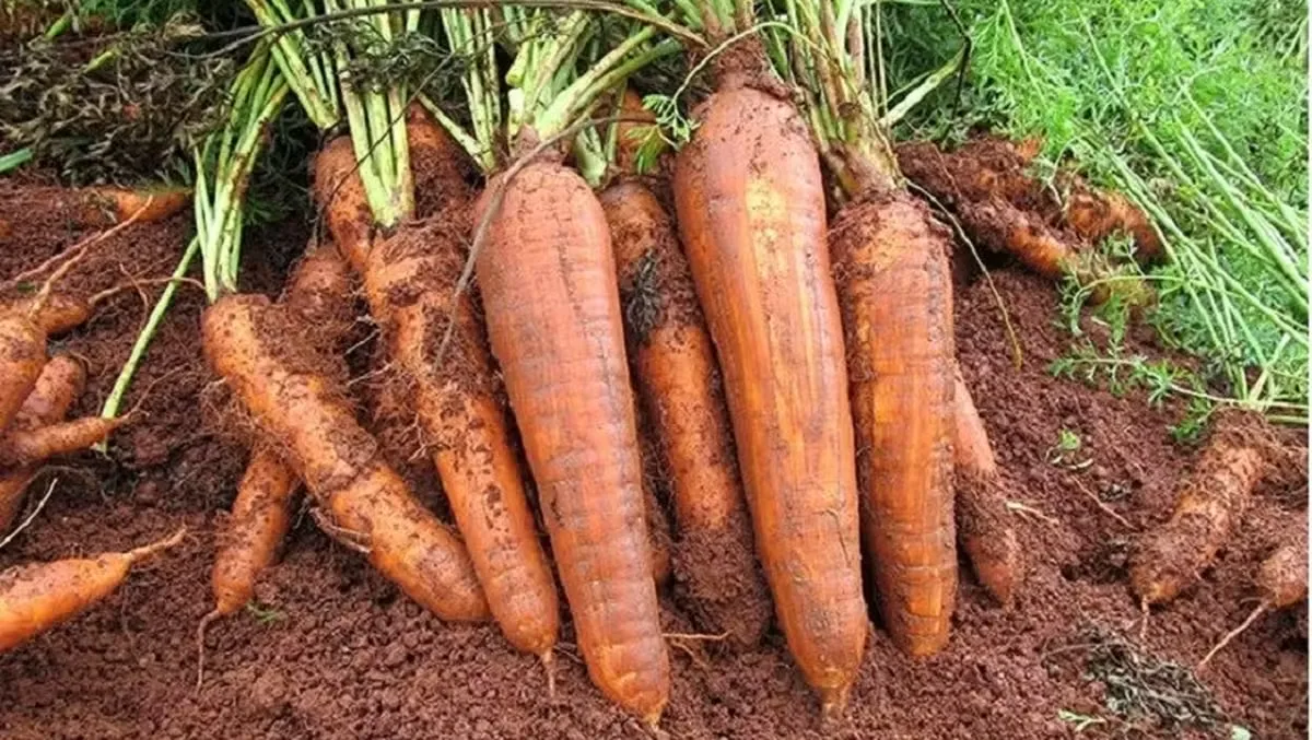 Colheita ganha ritmo e reduz preço da cenoura em São Gotardo