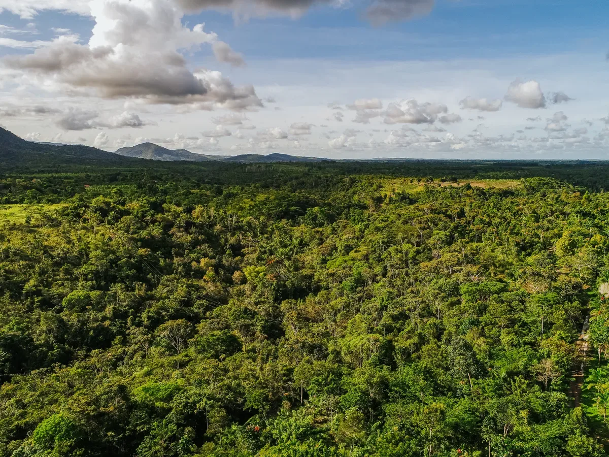 Sistemas agroflorestais ampliam escala e atraem fundos e empresas