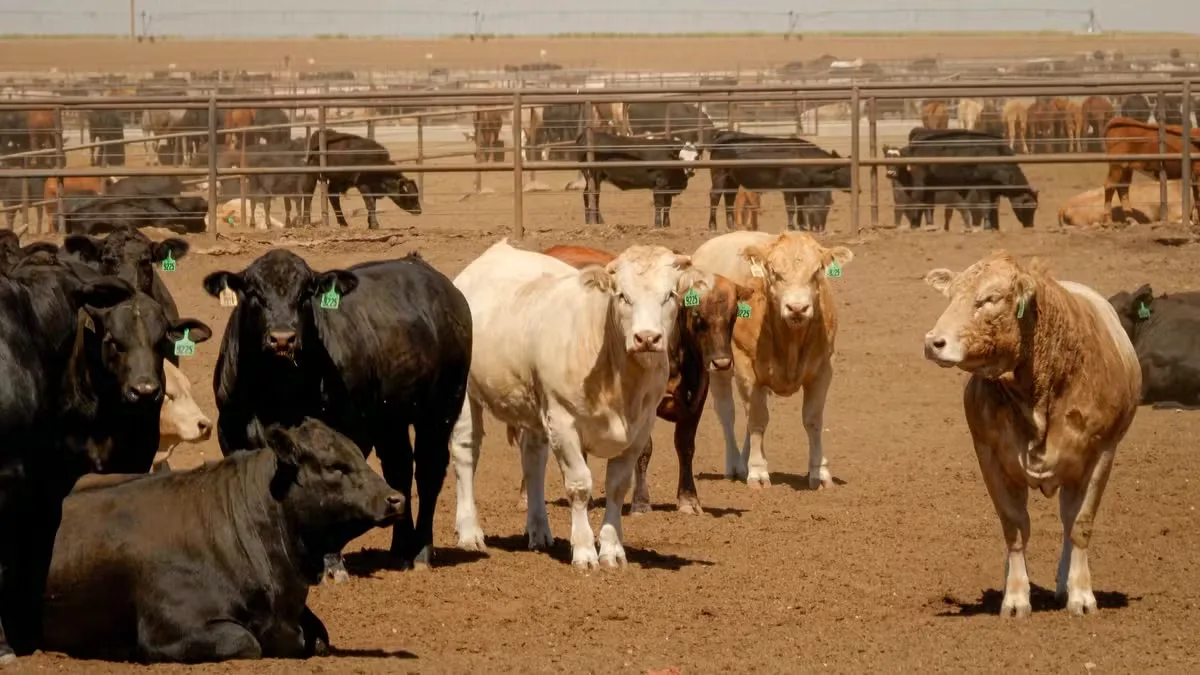 EUA retomam inspeção de gado mexicano em meio a preço recorde da carne