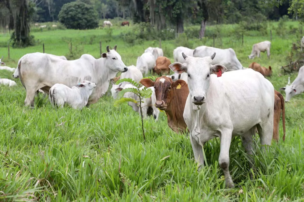 Novilha alcança R$ 337 por arroba em Araçatuba e Barretos