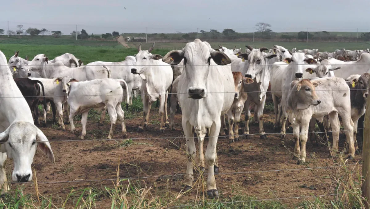 Medição em dois metros amplia leitura do carbono no solo de fazenda paulista