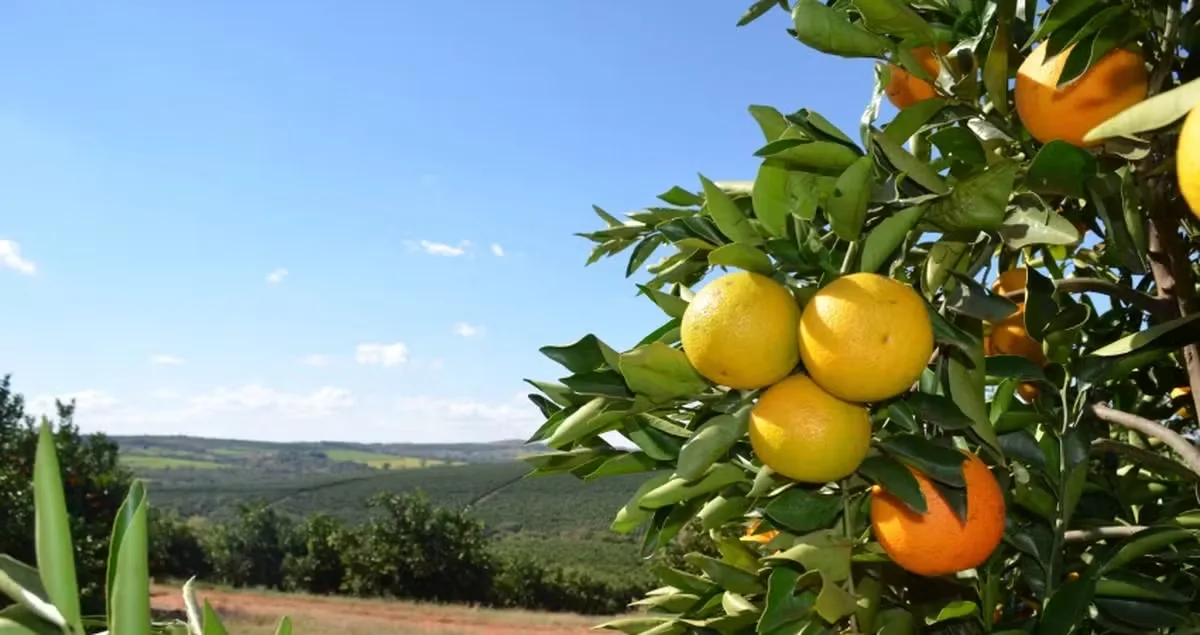 Fundecitrus eleva previsão da safra de laranja para 263,15 milhões de caixas