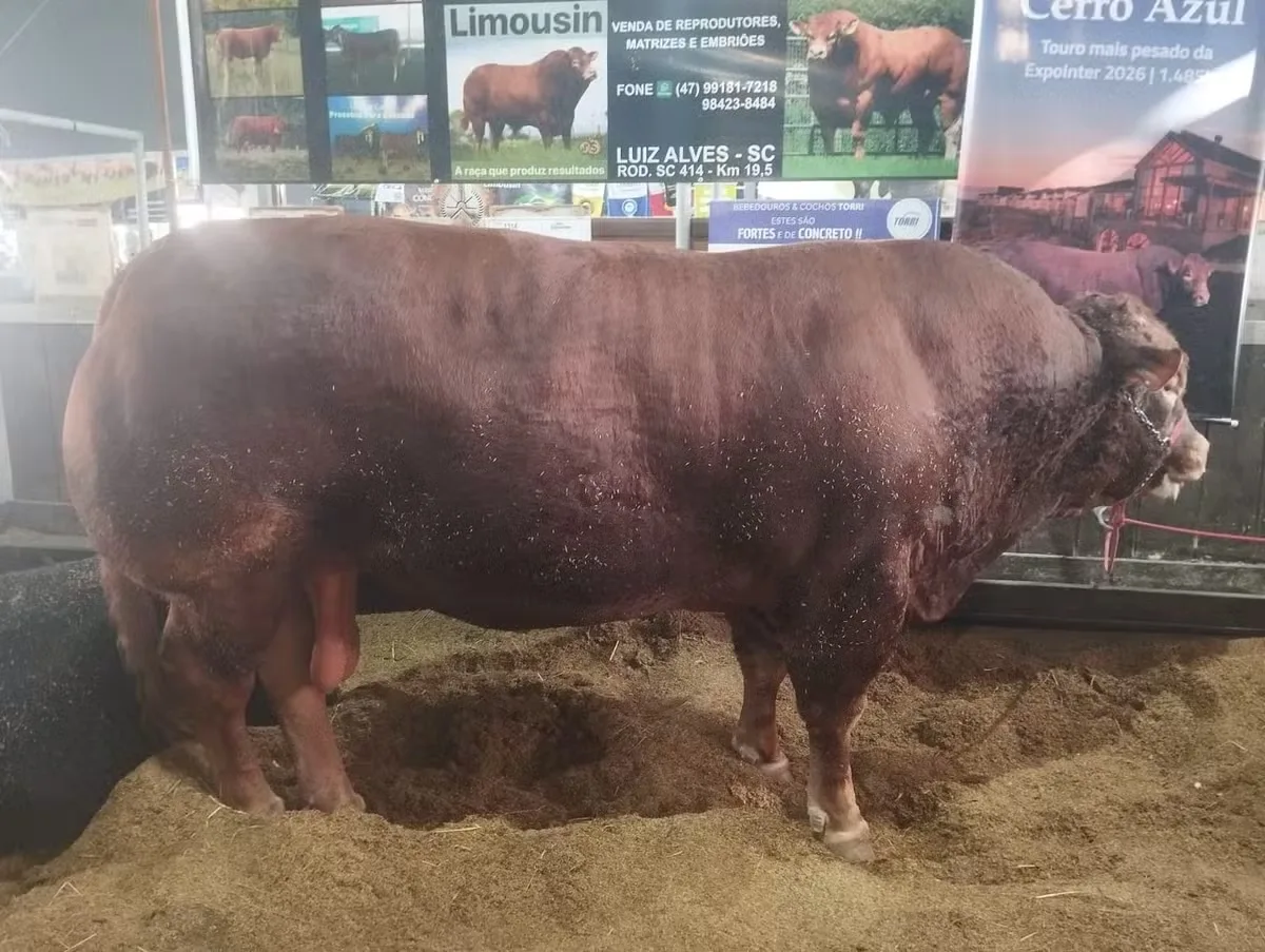 Touro Limousin de 1.485 quilos lidera pesagem da Expointer 2026