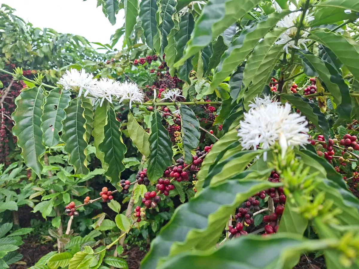 Chuvas melhoram condições para safra de café 2026/27 no Brasil