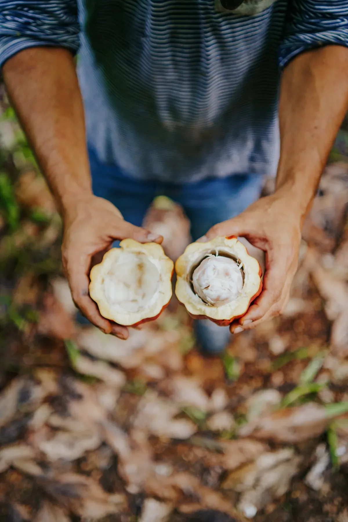 Clima extremo acelera agroflorestas em cadeias de café, açaí e cacau