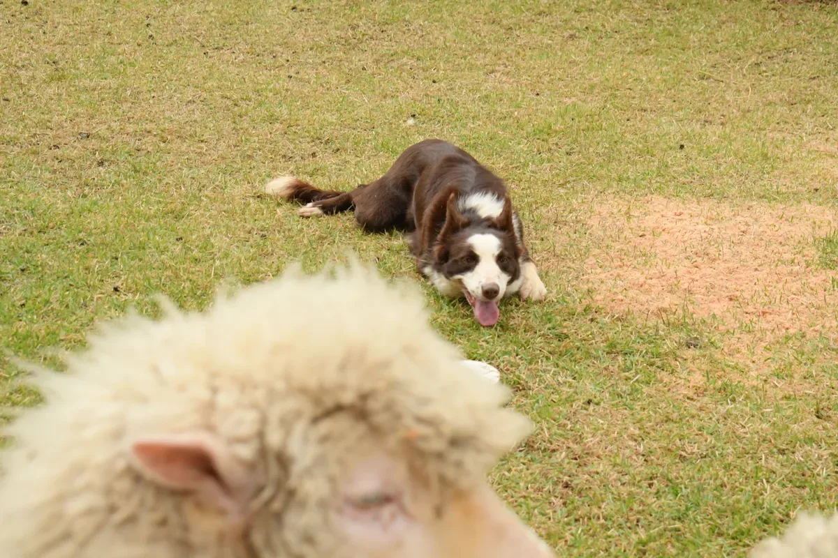 Border collies mostram técnicas de manejo de ovinos na Expointer 2026